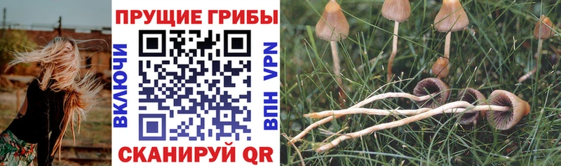 купить  сайты  Пионерский  Псилоцибиновые грибы мухоморы 
